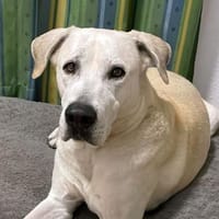 Murray sucht ein Zuhause als Einzelprinz, Hund zur Adoption