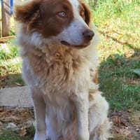 Pasquale sucht warmes Körbchen!, Hund zur Adoption