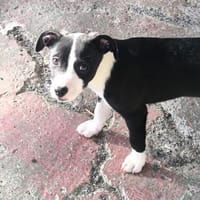 Giulia, Hündin zur Adoption