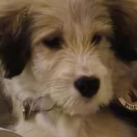 Zuhause gesucht für Nayla, Hündin zur Adoption