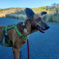 Hada heisst -Fee-, Hündin zur Adoption