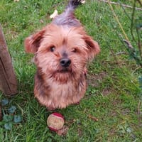 Sahil, Hund zur Adoption