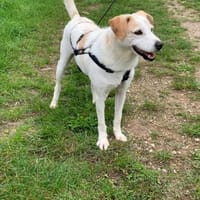 Harry, Hund zur Adoption