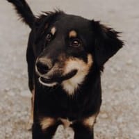 Zaubermaus Lotti sucht ihre Familie!, Hündin zur Adoption