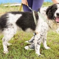 Stracciatella ist ein wundervoller Rüde, Hund zur Adoption