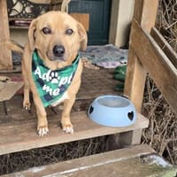 Theo-ein Freund fürs Leben, Hund zur Adoption