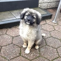 Robin ein Spitz/Kokonimix, Hund zur Adoption