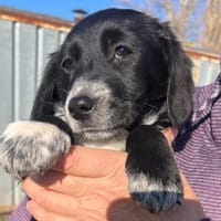 COSMA - sucht ein liebevolles Zuhause!, Hündin zur Adoption