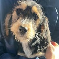 COOKIE - bezauberndes Cockermix-Mädchen!, Hündin zur Adoption