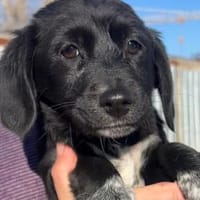 COCO - eine von sechs Cocker-Welpen!, Hündin zur Adoption