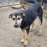 Philipp sucht sein Für-immer-Zuhause, Hund zur Adoption