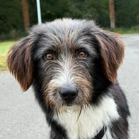 Der freundliche Karl - endlich gewollt?, Hund zur Adoption