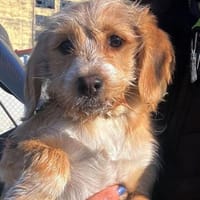 CINI - neugierig und aktiv!, Hündin zur Adoption