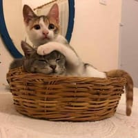 Follette & Caillou Aus dem Tierschutz, Katze zur Adoption