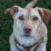 Papi - wartet in 45549 Sprockhövel, Hund zur Adoption