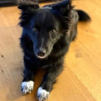 Biscuit aka Keks (C), Hund zur Adoption