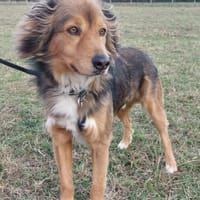 Bernie - möchte endlich ankommen, Hund zur Adoption