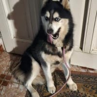 Vickysanft, verschmust, ganz besonders, Hündin zur Adoption