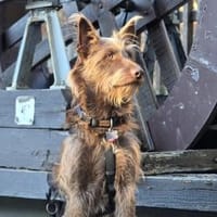 Bruno sucht sportliche ruhige Menschen, Hund zur Adoption