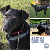 SABINA -ruhig & verschmust-, Hündin zur Adoption