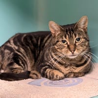 Hazel CAB4537, chatte à adopter