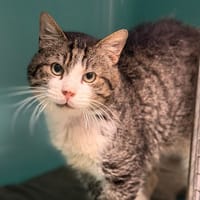 Brad CAB4676, chat à adopter