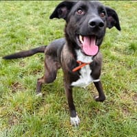 MARLEY PAA24054, chien à adopter