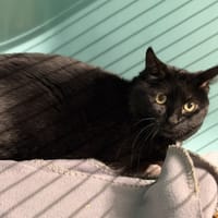 Lula CAB5048, chatte à adopter