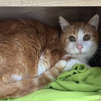 Gavroche CAB5062, chat à adopter