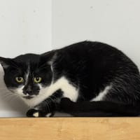 Cruella CAB5027, chatte à adopter
