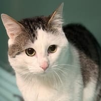 Oreo CAB5049, chat à adopter