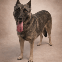 ILANI, chienne à adopter