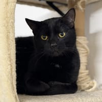 Allegro CAB5064, chat à adopter