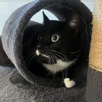 santa, chat à adopter