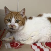 Gribouille CAB5061, chat à adopter