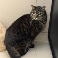 Girouette CAB5060, chatte à adopter