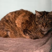 Pupuce CAB5063, chatte à adopter