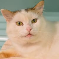 ODIN, chat à adopter