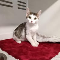 KIYA CTTE, chatte à adopter