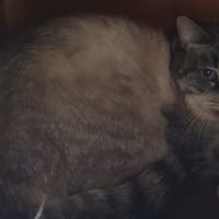 FLEURY, chat à adopter