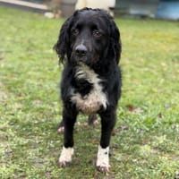 Otto CAA14559, chien à adopter