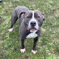 Uzi CAA14569, chien à adopter