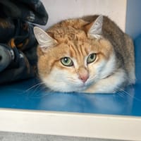 klaus, chat à adopter