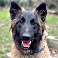 ATHENA, chienne à adopter