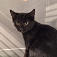 RAMAZZOTTI, chat à adopter