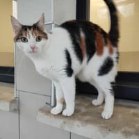 PRALINE QCT, chatte à adopter