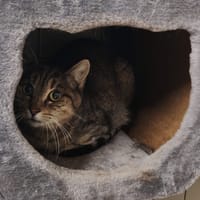JOELLA GENN, chatte à adopter
