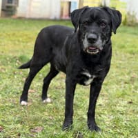 Tilou CAA14562, chien à adopter