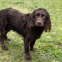 Jessie CAA14566, chien à adopter