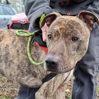 OSHA, chien à adopter